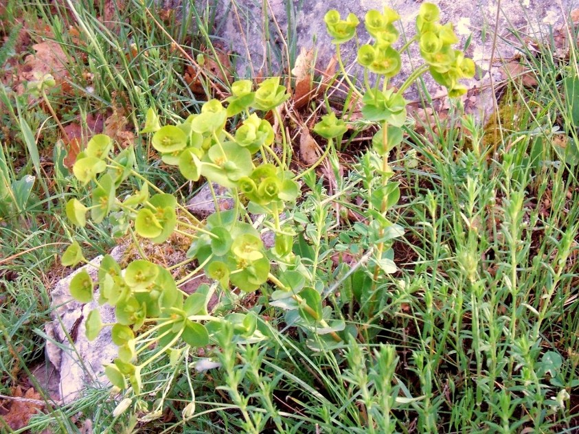 Euphorbia barrelieri / Euforbia di Barrelier